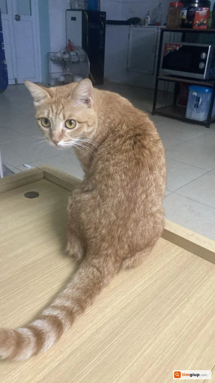 Tìm mèo ta lông vàng thất lạc tại khu vực Kim Mã Thượng, Đội Cấn, Hà Nội