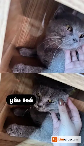 Tìm mèo cái màu xám xanh lạc tại Ân Thi, Hưng Yên