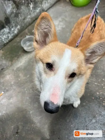 Tìm Chó Corgi Thất Lạc Tại Lê Văn Hiến, Đức Thắng