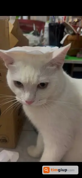 Ảnh 5
