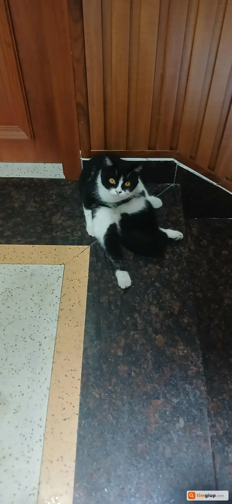 Tìm Mèo Tuxedo Tên Kem Thất Lạc Tại Hải An, Hải Phòng