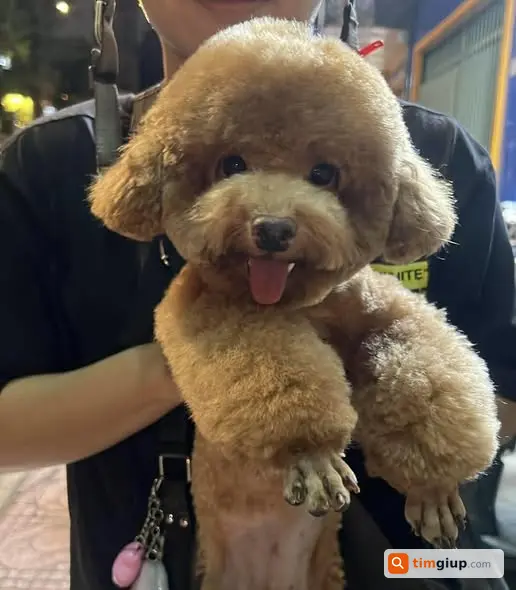 Tìm Chó Thất Lạc Poodle Nâu Nhạt Bánh Mì Tại Trung Sơn