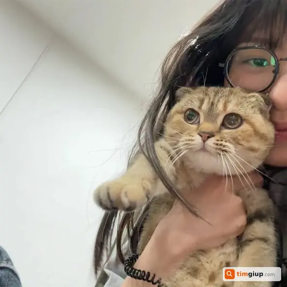 Tìm mèo cái lông vằn tai cụp lạc khu Tứ Liên Nghi Tàm Hà Nội