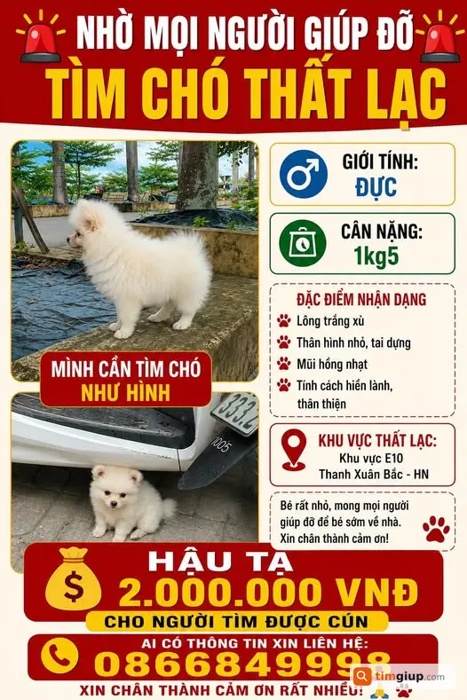 Tìm chó cún đi lạc từ 9/6, liên hệ 0866849998 hậu tạ