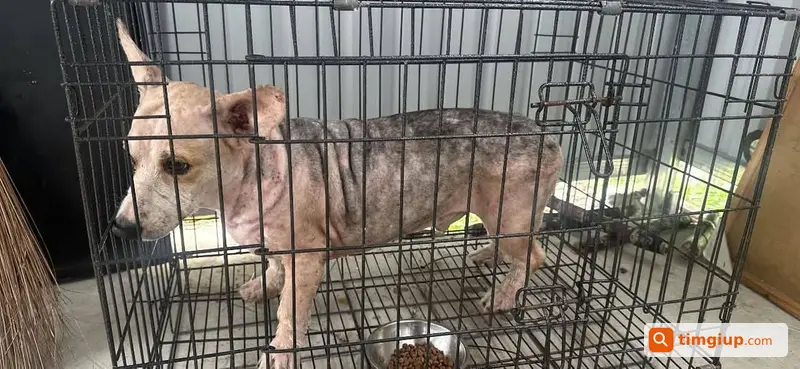 Tìm Chó Corgi Thất Lạc Tại Khu 9 Nguyễn Thị Minh Khai