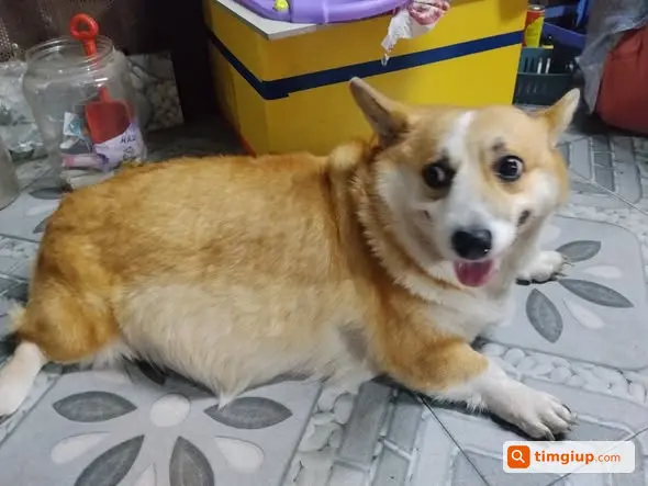Tìm Chó Corgi Thất Lạc Tại Đường Nguyễn Văn Linh