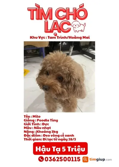 Tìm chó Poodle nâu nhạt 3kg lạc Tam Trinh Hoàng Mai, Hà Nội