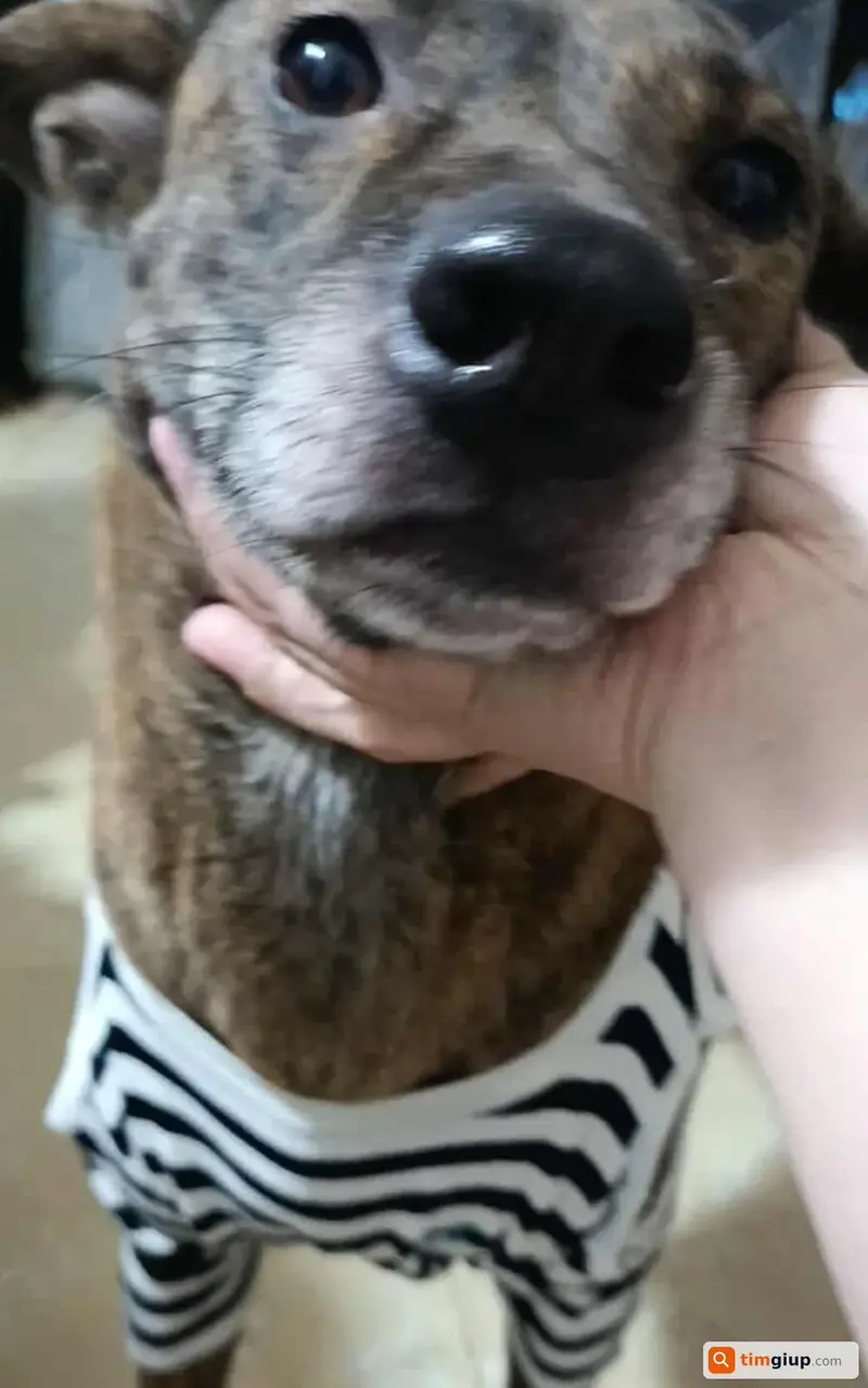 Tìm bé chó Phú Quốc tên Na thất lạc tại Đông Anh, Hà Nội