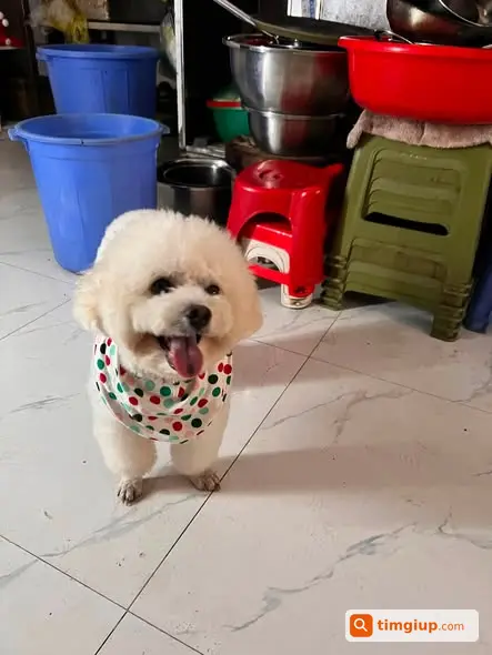 Chó Poodle Trắng 6-7kg Thất Lạc Tại Ecohome 3 Hà Nội