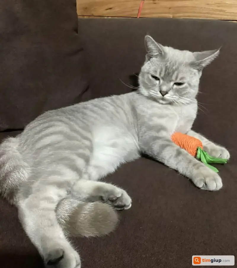 Tìm mèo Anh lông ngắn tên Bơ lạc tại Bến Cát, Bình Dương