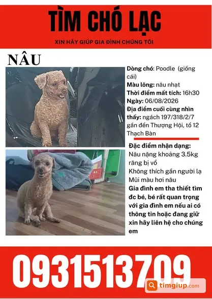 Tìm Chó Nâu Thất Lạc Tại Thạch Bàn, Long Biên, Hà Nội