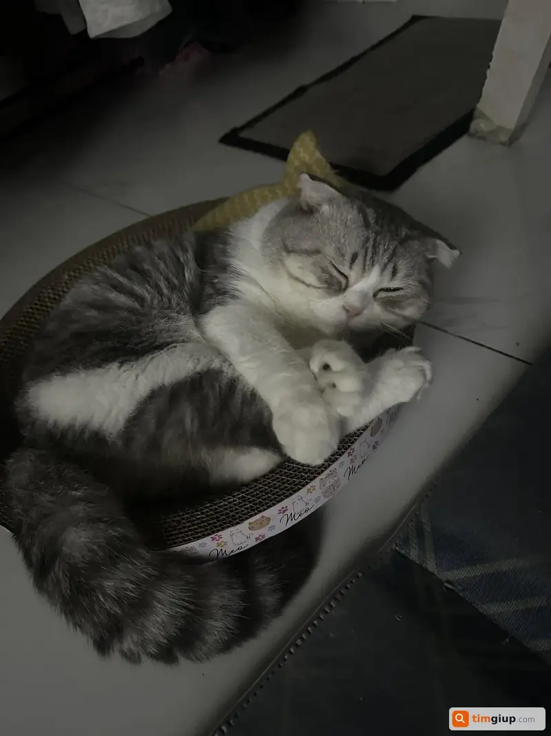 Tìm mèo Anh lông ngắn tai cụp tên Cà Ri thất lạc tại Bình Thạnh, TP.HCM