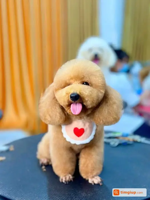 Chó Bơ Nâu Vàng Bị Bắt Từ Bến Tre Lên Gò Vấp