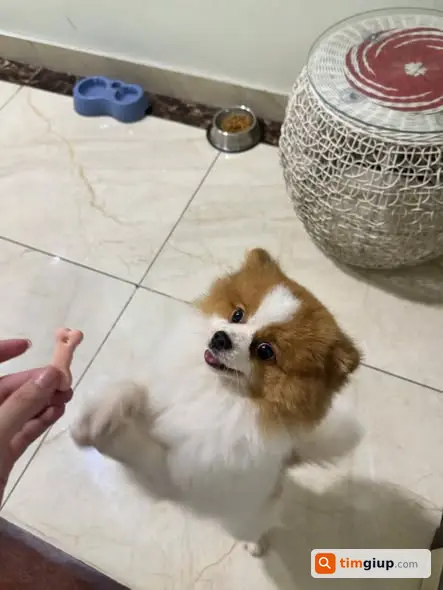 Tìm chó Phốc Sóc trắng vàng nâu lạc tại chợ Gia Thụy