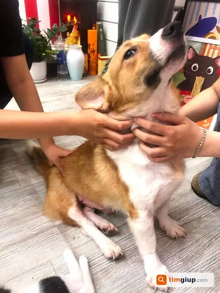 Tìm Chó Gogi Lai Lông Vàng Thất Lạc Tại Vườn Hoa Thượng Thanh