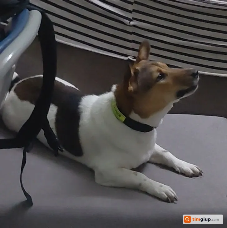 Tìm chó cỏ tên Quýt bị lạc tại Quận 12, TP.HCM