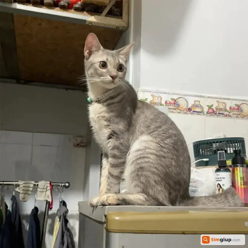 Tìm mèo Anh lai ta tên Mymy thất lạc tại Quận Tân Phú, TP.HCM