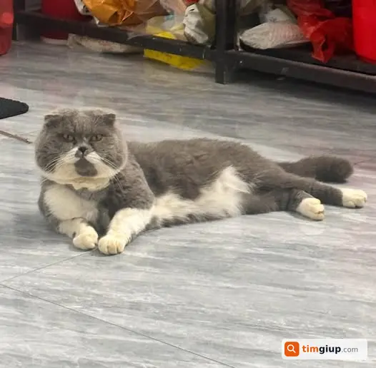 Tìm mèo tai cụp xám trắng Báo tại Xuân Nê, Thanh Trì