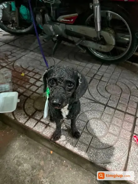 Nhặt Được Chó Poodle Đen Ở Cô Giang, Quận 1, Tp.hcm