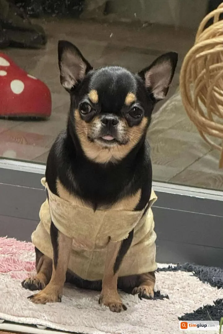 Tìm chó lạc tên Đô tại Quận Tân Bình, TP.HCM