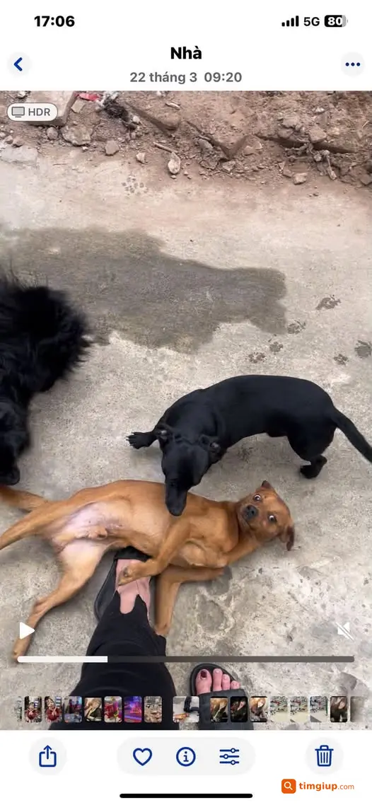 Bé Vàng Thất Lạc Khu Vực La Phù - An Khánh