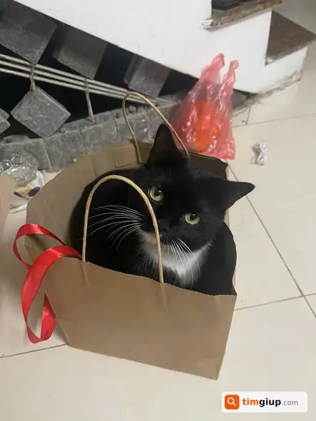 Tìm Mèo Đen Trắng (tuxedo) Thất Lạc Tại Vườn Hoa Hà Trì