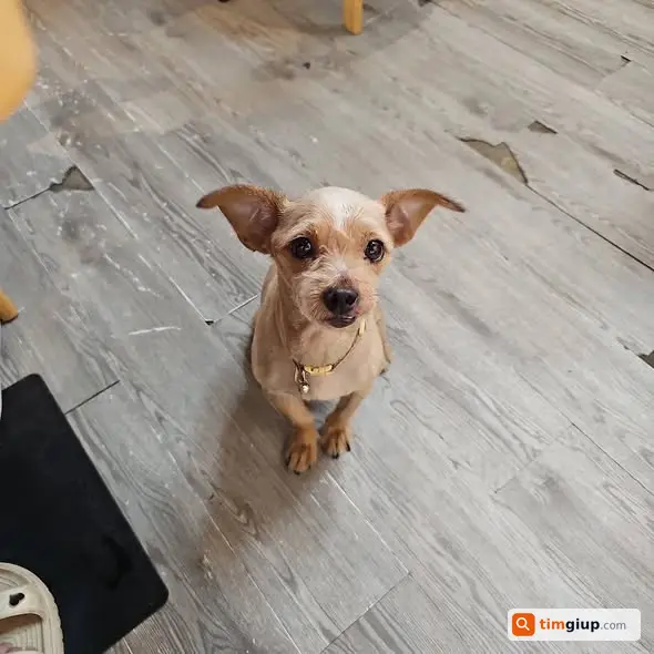 Tìm chó tên Bún đuôi cộc lạc tại xã Tây Phương