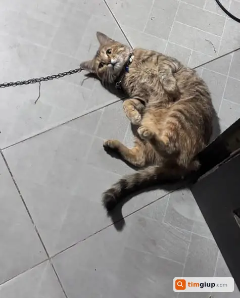 Tìm Mèo Mướp Tên Cá Thất Lạc Tại Cổ Bi, Gia Lâm, Hà Nội
