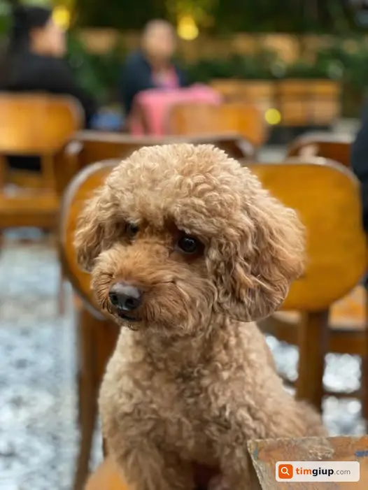 Tìm chó Poodle nâu sẫm lạc khu vực Long Biên, Hà Nội