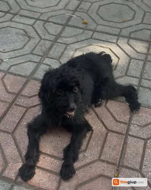Tìm Chó Poodle Lai Màu Đen Thất Lạc Gần Aeon Long Biên