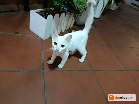 Nhặt Được Mèo Trắng Đi Lạc Tại Đường Âu Cơ, Tây Hồ