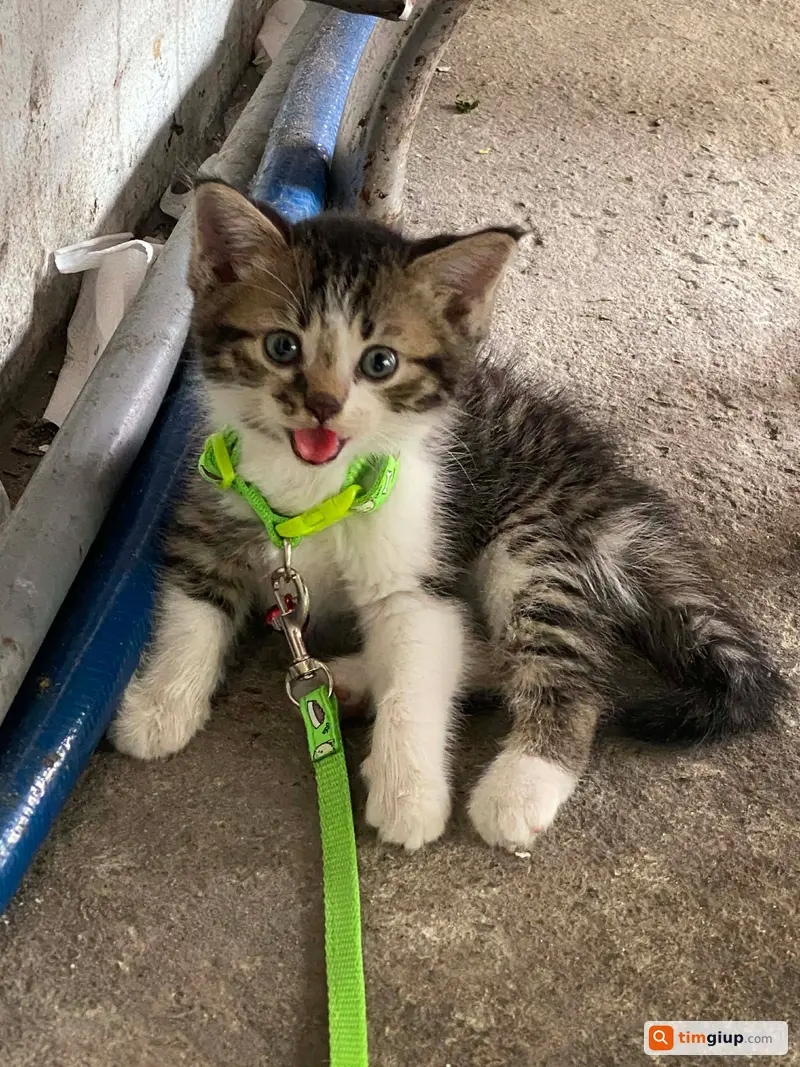 Tìm mèo con tên Ốc Tiêu thất lạc tại chung cư New Saigon