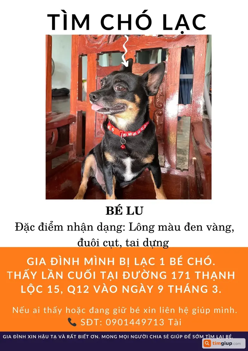 Tìm chó lạc tên Lu tại Quận 12, TP. Hồ Chí Minh
