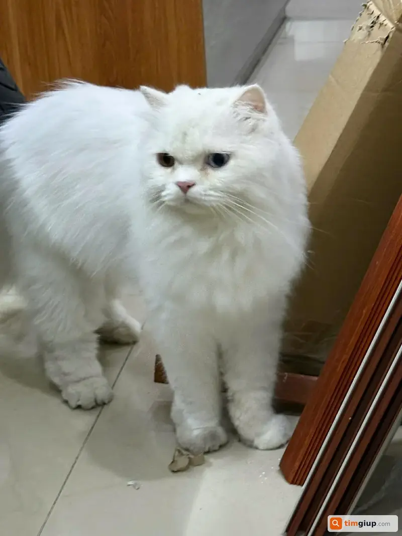 Tìm mèo Anh lông dài màu trắng thất lạc tại Thuận An, Bình Dương