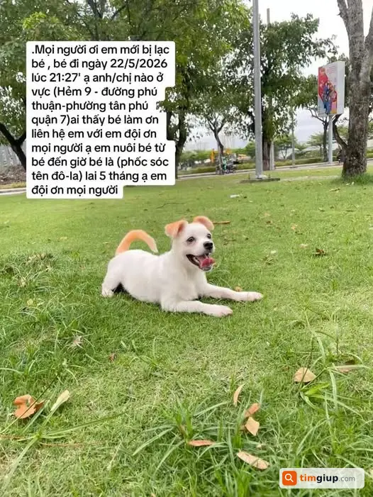 Tìm chó Pomeranian Đô-la 5 tháng lạc Hẻm 9 Phú Thuận, Q7