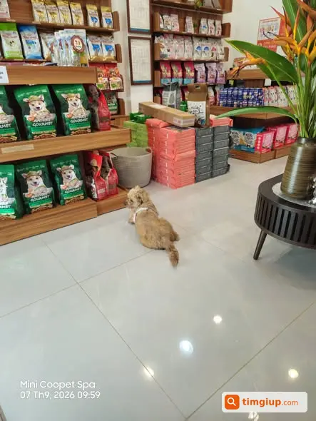 Chó Poodle Vàng Nâu Lạc Tại Ecopark Cần Tìm Gia Đình