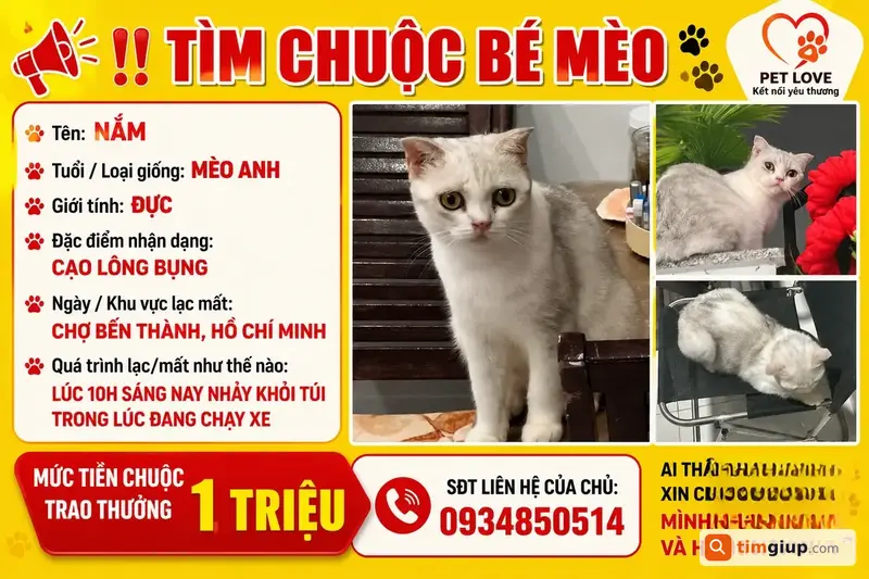 Tìm Mèo Thất Lạc Nấm, Mèo Anh Đực Tại Chợ Bến Thành