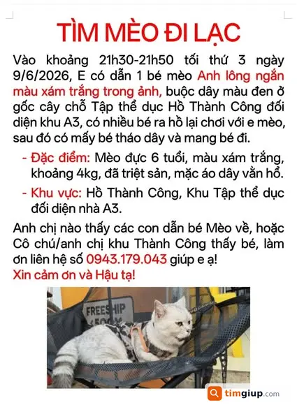 Tìm mèo Anh lông ngắn thất lạc khu vực Giảng Võ, Hà Nội
