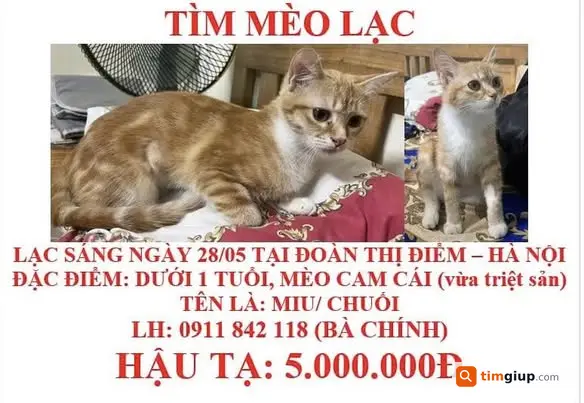 Tìm mèo vàng tên Chuối thất lạc khu Văn Miếu, Hà Nội