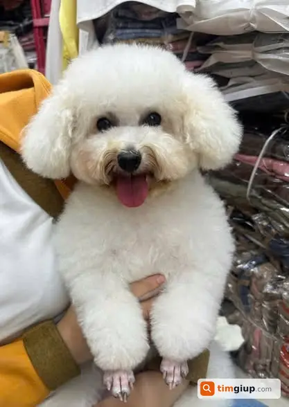 Tìm chó thất lạc, ai thấy xin liên hệ chuộc lại, hậu tạ