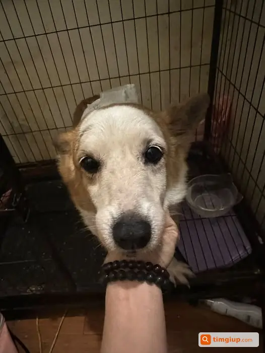 Corgi Đi Lạc Tại Phố Bùi Ngọc Dương Cần Tìm Chủ