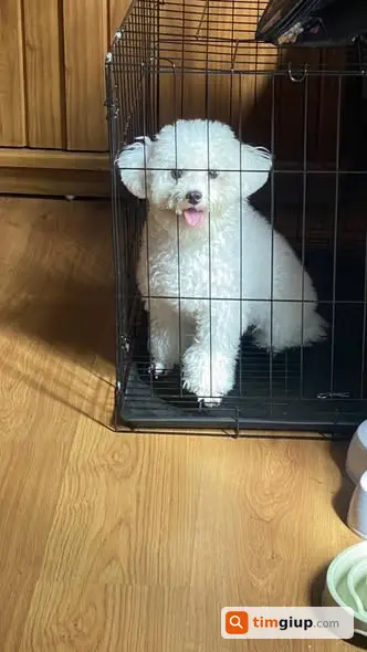 Tìm chó Poodle thất lạc tại chung cư CT1 Xuân Đỉnh