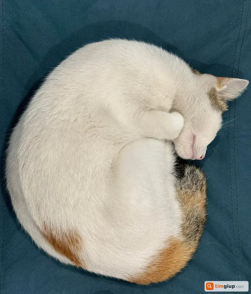 Tìm mèo tam thể tên Sữa bị bắt trộm tại Quận 6, TP.HCM