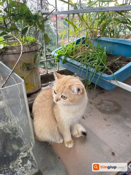 Tìm Mèo Golden Cái Thất Lạc Tại Bùi Xương Trạch, Hà Nội