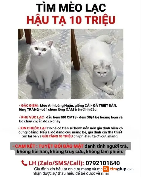 Tìm Mèo Thất Lạc Bột Lông Trắng Tại Hẻm 601, Quận 10