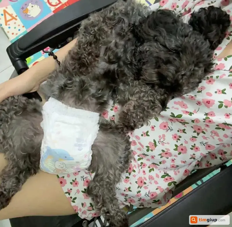 Tìm bé chó Poodle đen tên Xuka lạc tại Quận 12, TP.HCM