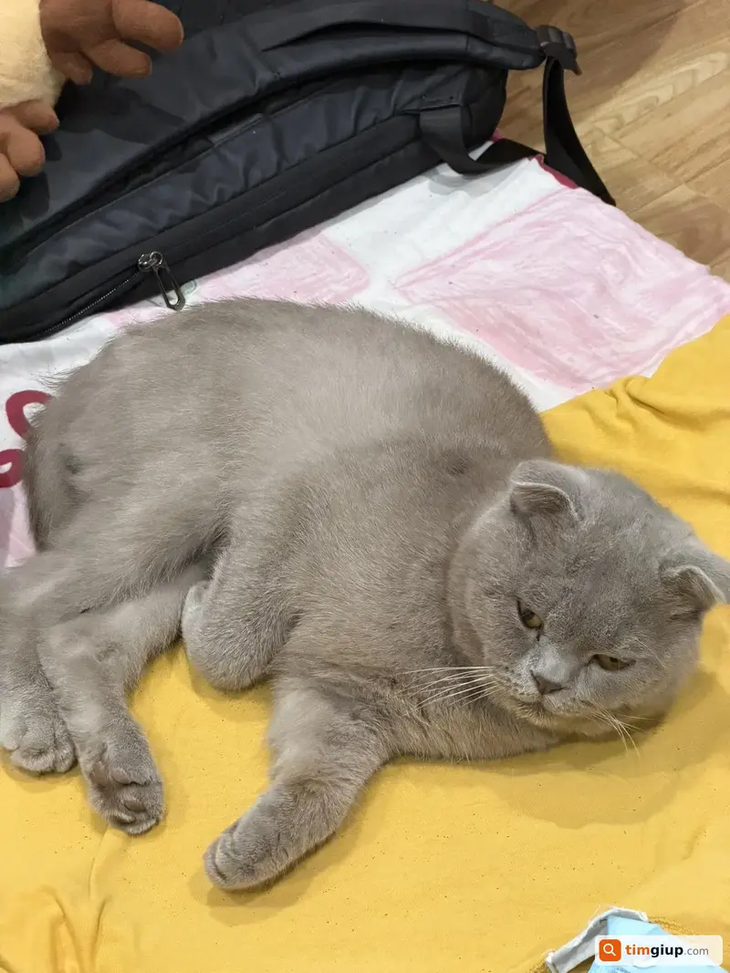 Tìm mèo Anh lông ngắn tên Mỡ thất lạc tại Lê Chân, Hải Phòng