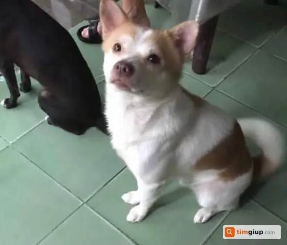 Tìm chó đực có dấu hình trái tim trên đầu tại Huế