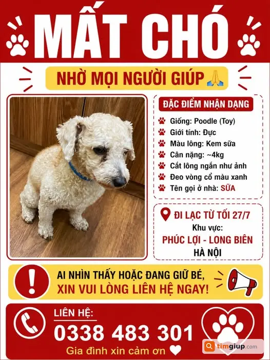 Tìm Chó Poodle Đực Lông Kem Thất Lạc Tại Phúc Lợi, Long Biên