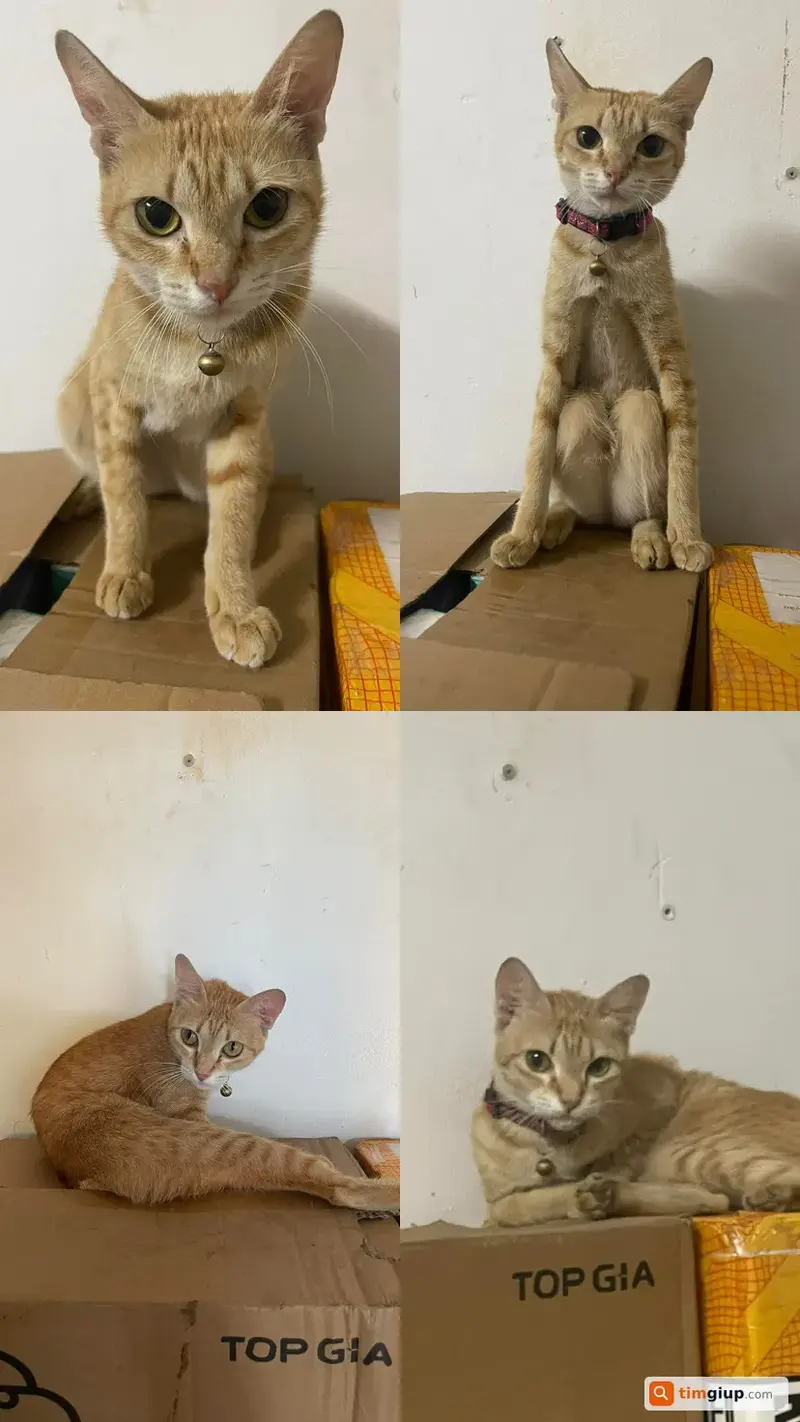 Tìm mèo lạc tên Mi tại Quận Bình Thạnh, TP.HCM